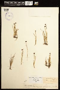 Juncus mertensianus image
