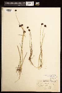 Juncus mertensianus image