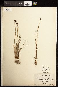 Juncus mertensianus image