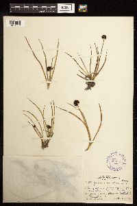 Juncus mertensianus image