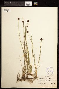 Juncus mertensianus image