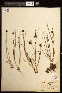 Juncus mertensianus image