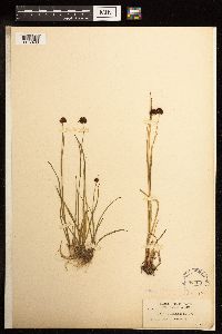 Juncus mertensianus image