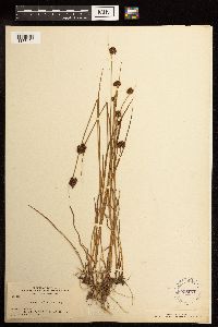 Juncus mertensianus image