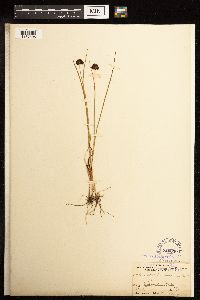 Juncus mertensianus image