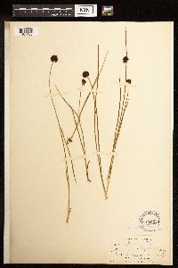 Juncus mertensianus image