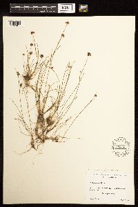 Juncus mertensianus image