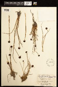 Juncus mertensianus image