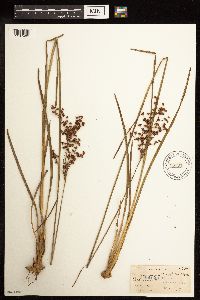 Juncus mertensianus image