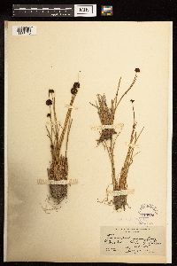 Juncus mertensianus image