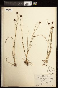 Juncus mertensianus image