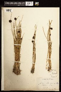 Juncus mertensianus image