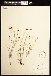Juncus mertensianus image
