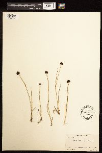Juncus mertensianus image