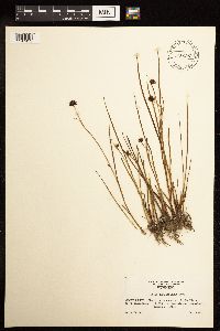 Juncus mertensianus image