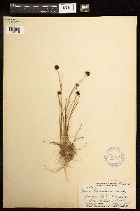 Juncus mertensianus image