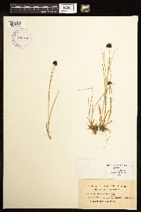 Juncus mertensianus image