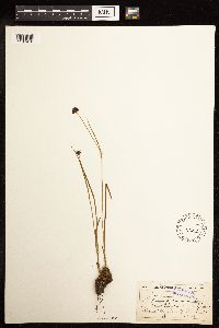 Juncus mertensianus image