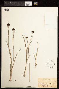 Juncus mertensianus image