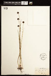 Juncus mertensianus image