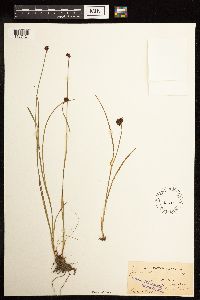 Juncus mertensianus image