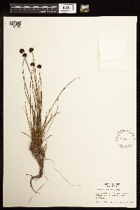 Juncus mertensianus image