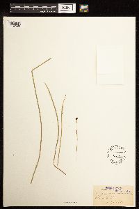 Juncus mertensianus image