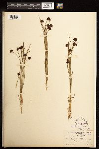 Juncus mertensianus image