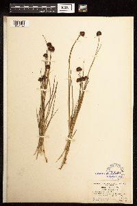 Juncus mertensianus image
