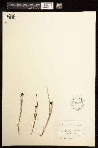 Juncus mertensianus image
