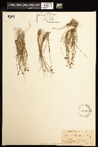 Juncus mertensianus image