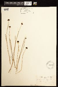 Juncus mertensianus image