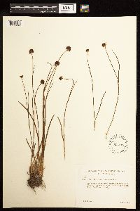 Juncus mertensianus image