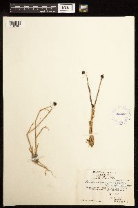 Juncus mertensianus image