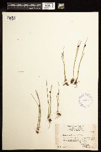 Juncus mertensianus image