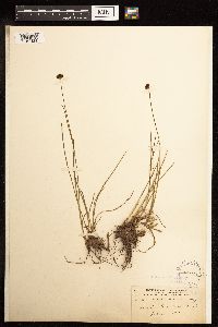 Juncus mertensianus image