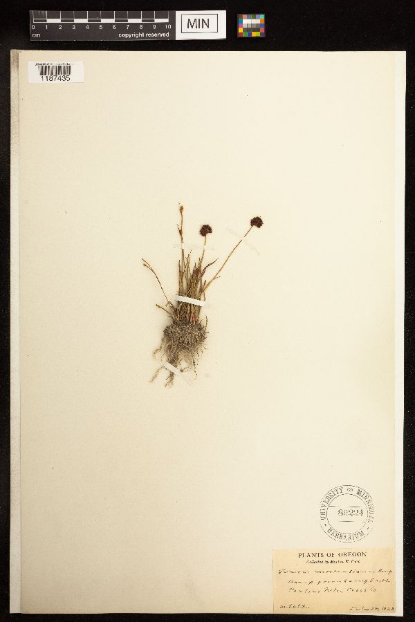 Juncus mertensianus image