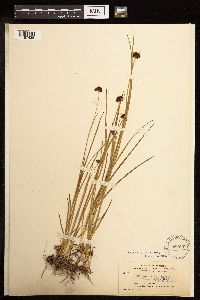 Juncus mertensianus image