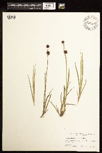 Juncus mertensianus image