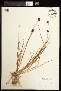 Juncus mertensianus image
