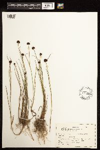 Juncus mertensianus image