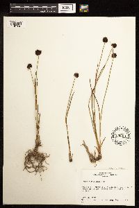 Juncus mertensianus image