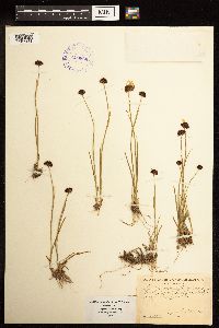 Juncus mertensianus image