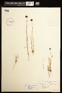 Juncus mertensianus image