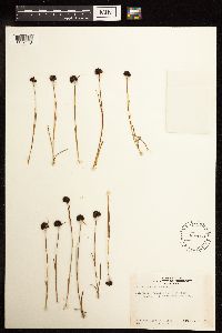 Juncus mertensianus image