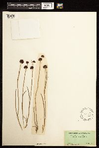 Juncus mertensianus image