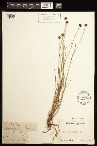 Juncus mertensianus image