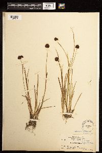 Juncus mertensianus image