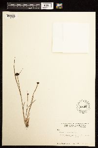 Juncus mertensianus image