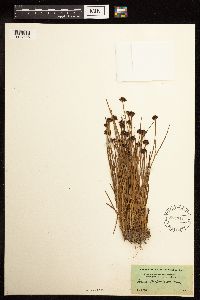 Juncus mertensianus image